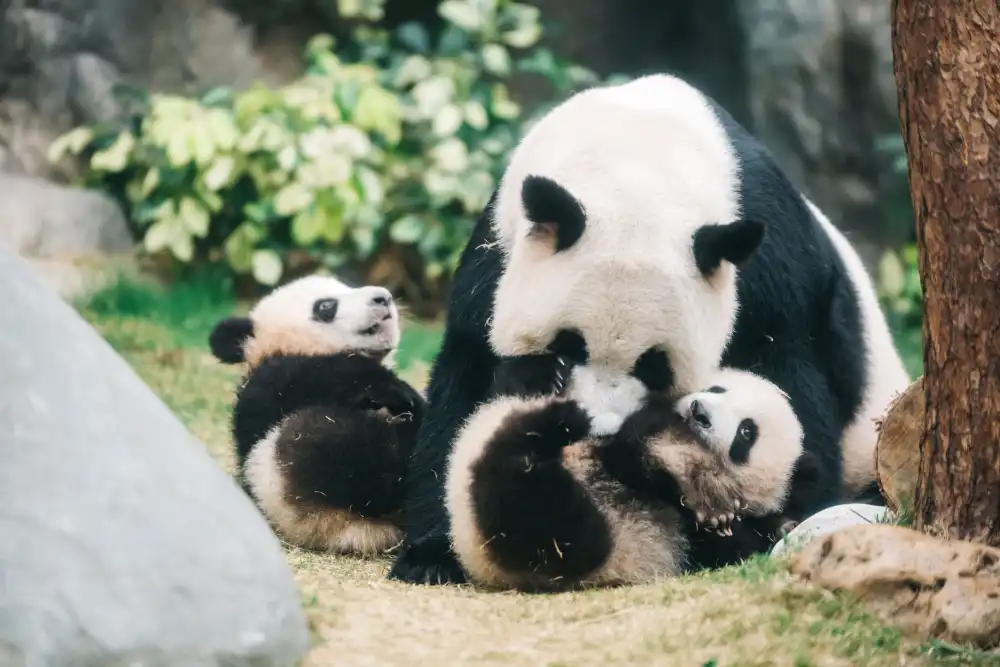 Giant panda with two cubs at Ocean Park Hong Kong Giant panda with two cubs at Ocean Park Hong Kong